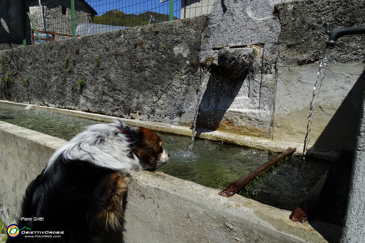 09 Nika si rifornisce d'acqua alla fontana della piazzetta.JPG